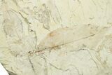 Three Miocene Fossil Leaves - Augsburg, Germany #254116-1